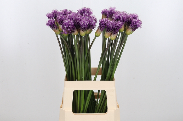 <h4>Allium Early Emperor</h4>