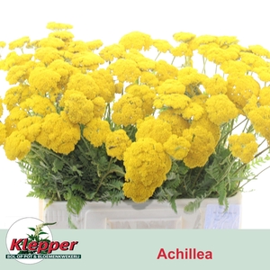 ACHIL F PARK VARIETY