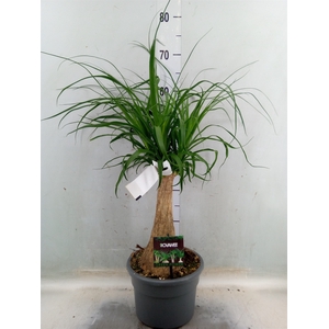 Beaucarnea recurvata