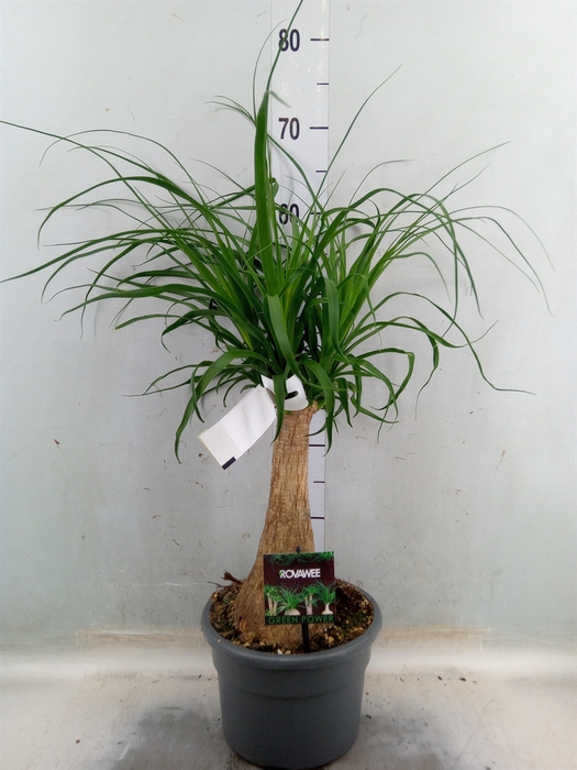 <h4>Beaucarnea recurvata</h4>