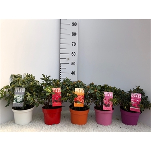 Azalea jap. Mix C2 (Colour&Green TST)