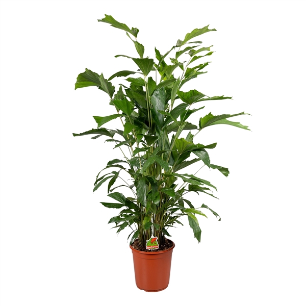 <h4>Caryota Mitis P24cm - H120cm</h4>