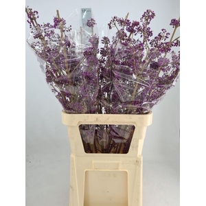 CALLI BO MAGI LILAC