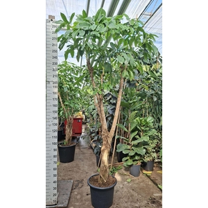 Schefflera Amate