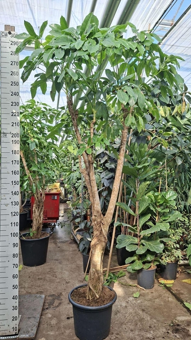 <h4>Schefflera Amate</h4>