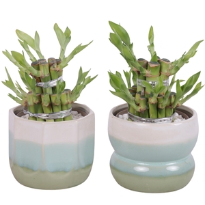 Lucky Bamboo Shape Round 2S Ø11cm Ceramic FB675