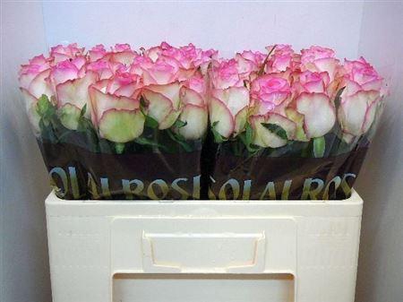 <h4>R Gr Jumilia</h4>