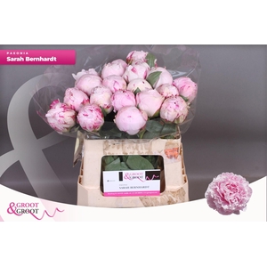 Paeonia Sarah Bernhardt | Heavy Quality