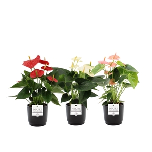 Anthurium 12 cm 3 color mix in Pure Liv ceramics