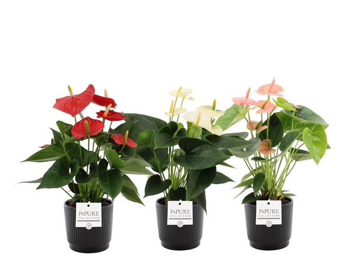 <h4>Anthurium 12 cm 3 color mix in Pure Liv ceramics</h4>