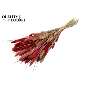 Setaria per bunch Lady Mix