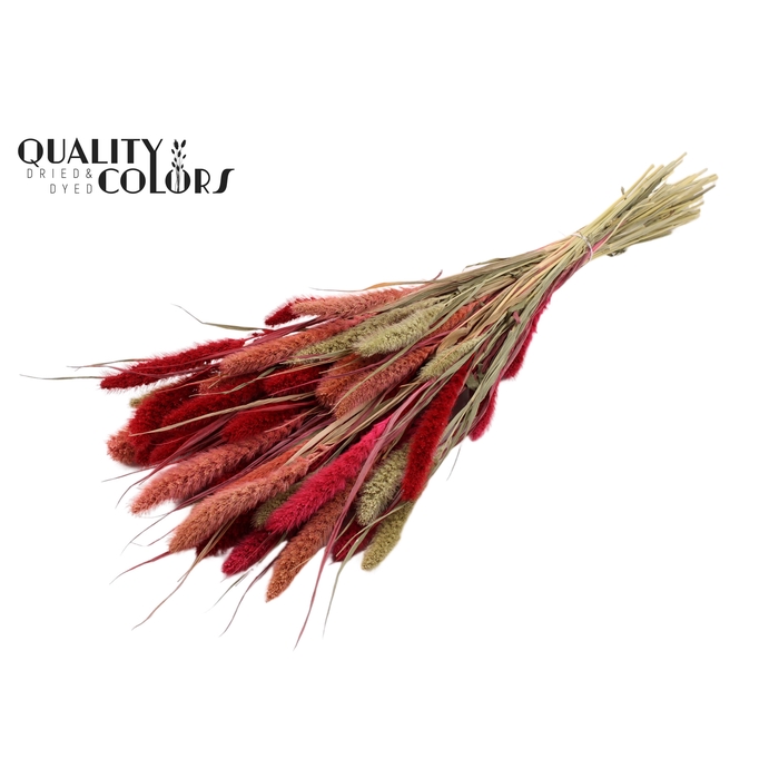 <h4>Setaria per bunch Lady Mix</h4>