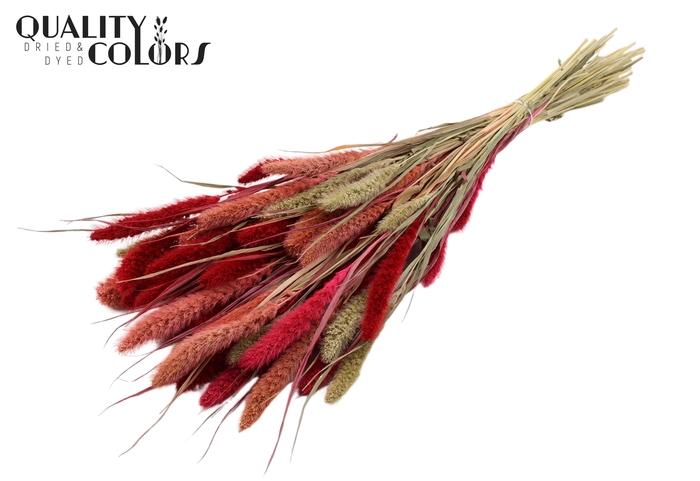 Setaria per bunch Lady Mix