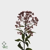 Eupat Purpureum