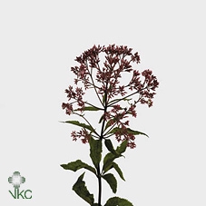 Eupat Purpureum