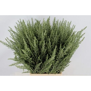 OZOTHAMNUS SUSSEX SILVER OZOTH  SUS