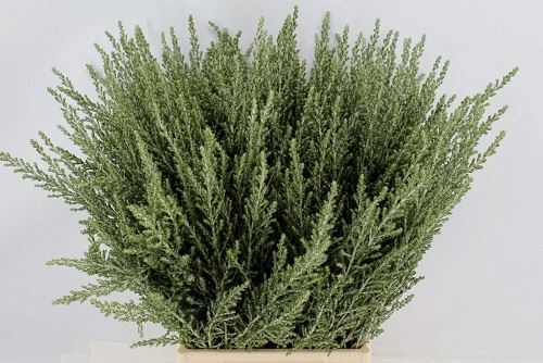 OZOTHAMNUS SUSSEX SILVER OZOTH  SUS