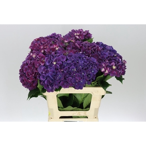 Hyd Mon Amour Purple