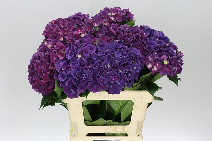 <h4>Hyd Mon Amour Purple</h4>