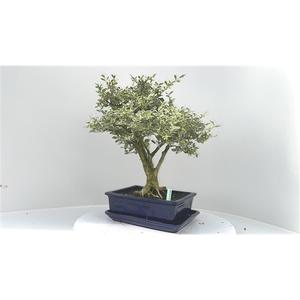 Ligustrum chinensis variagata, pot 25 cm , with driptray. (single item)