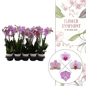 Flower Symphony | Roze mix | Phalaenopsis 2 spike