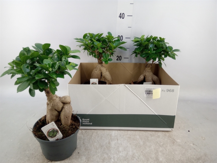 <h4>Ficus microcarpa 'Ginseng'</h4>