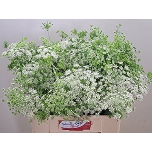 AMMI MAJUS