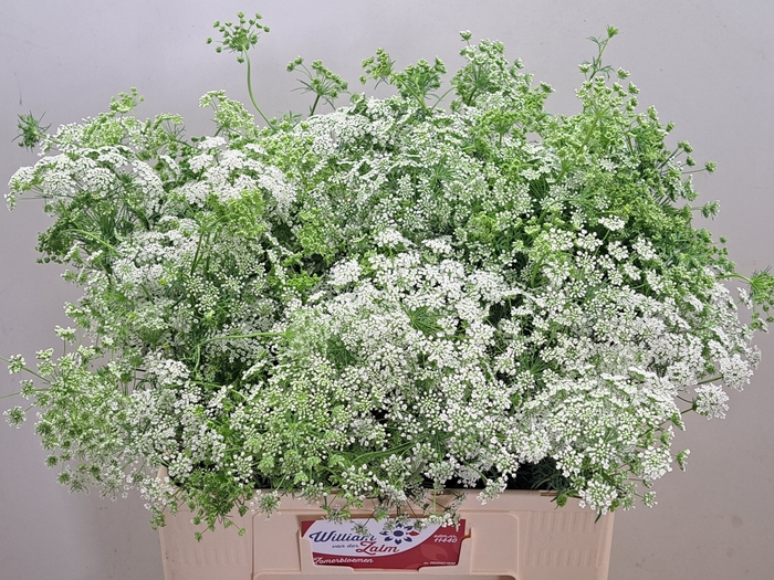 <h4>AMMI MAJUS</h4>