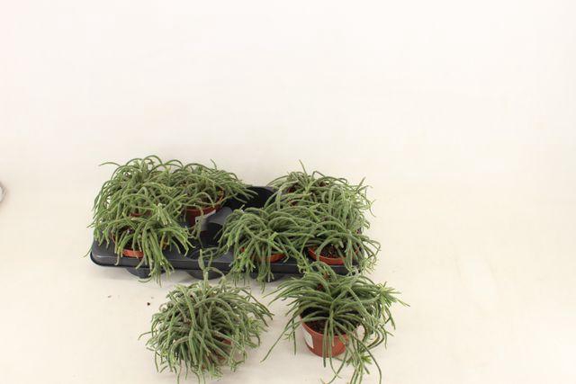 <h4>RHIPSALIS BACCIFERA P12</h4>