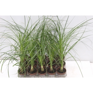 BEAUCARNEA RECURVATA P06