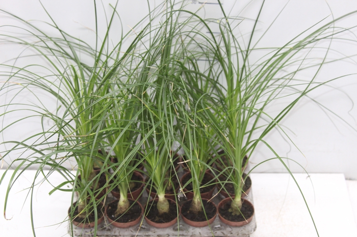 <h4>BEAUCARNEA RECURVATA P06</h4>