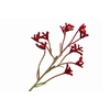 Anigozanthos Red