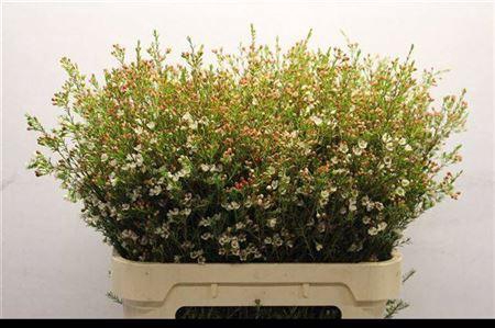 <h4>Chame Blondie</h4>