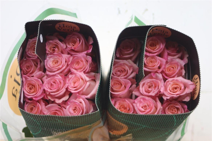 <h4>R Gr Eq Rhoslyn</h4>