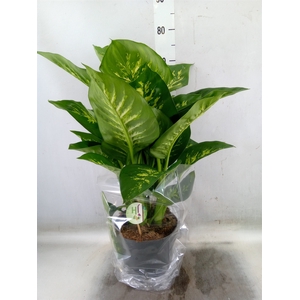 Dieffenbachia seg. 'Reeva'