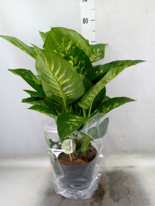 <h4>Dieffenbachia seg. 'Reeva'</h4>