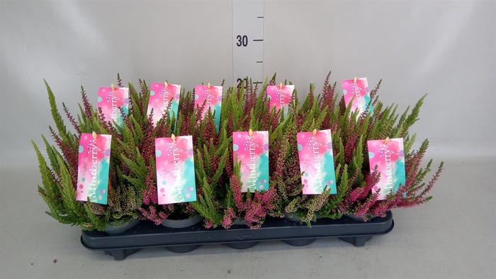 <h4>Calluna vulg. 'Beauty S Mintberry'</h4>