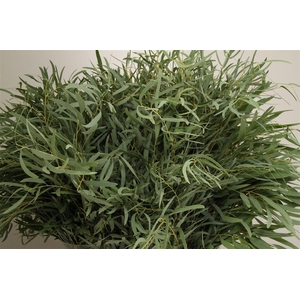 Euca Nicolii 300 Gram