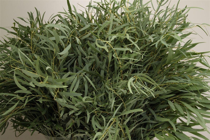 <h4>Euca Nicolii 300 Gram</h4>