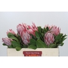 Protea Cynaroides