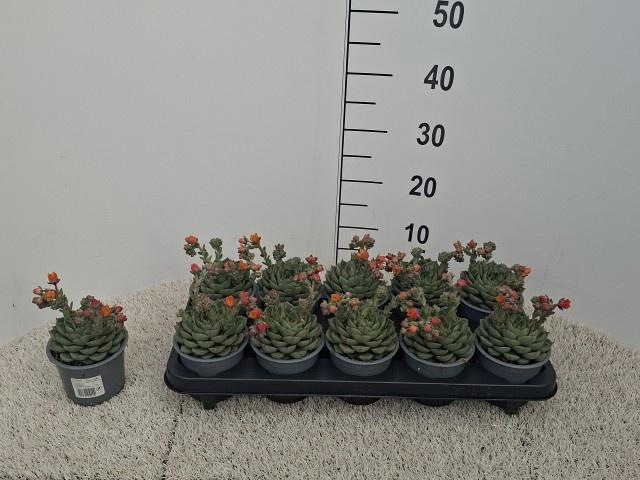 <h4>ECHEV GILVA</h4>