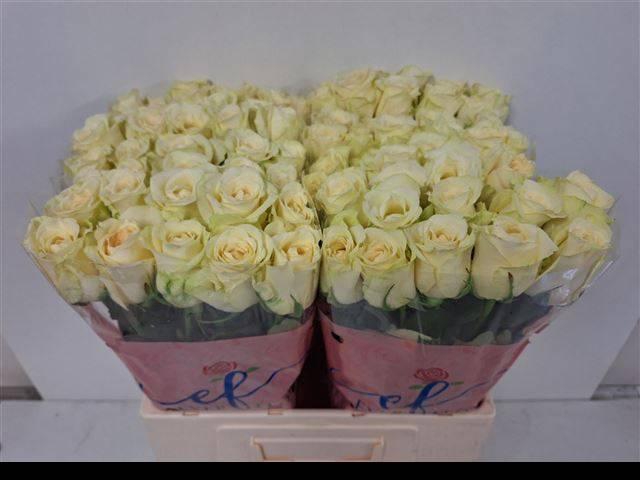 <h4>R Gr Pegasso</h4>