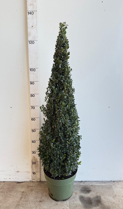 <h4>BUXU SEMPERVIRENS</h4>