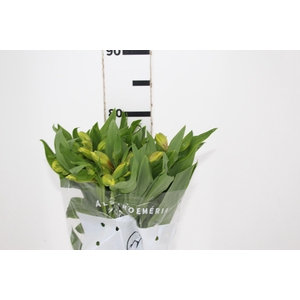 ALSTROEMERIA SUNNY LADY 080 CM