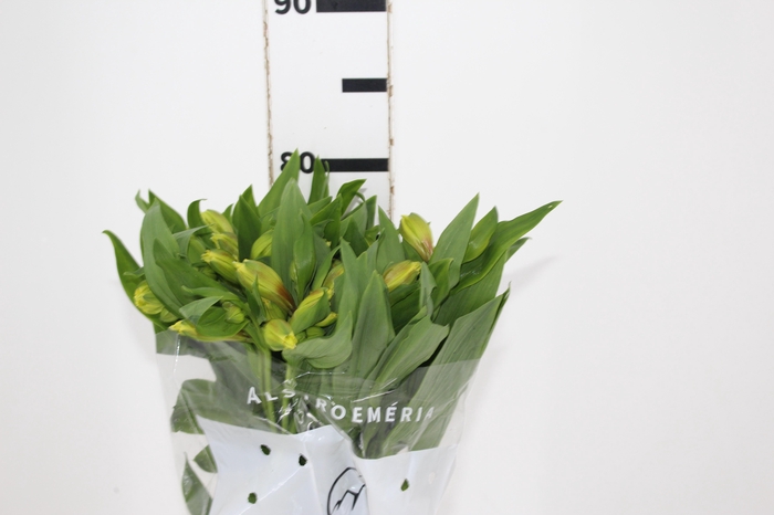 ALSTROEMERIA SUNNY LADY 080 CM