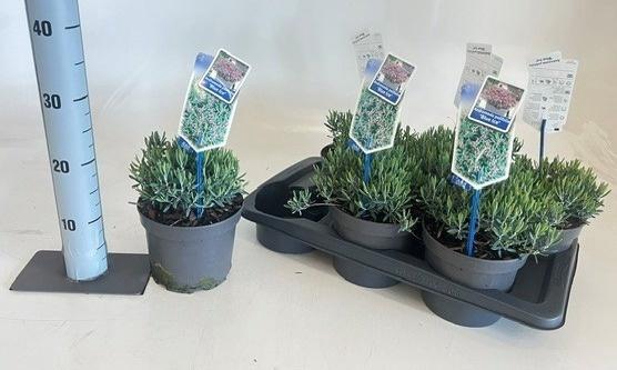 <h4>ANDROM PO BLUE ICE</h4>