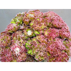 Di St G Hortensia