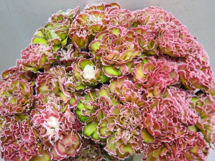 <h4>Di St G Hortensia</h4>