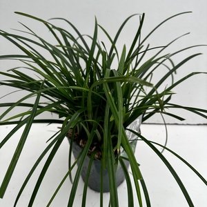 Graminées Carex 'Irisch Green'