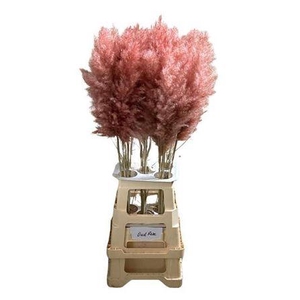 Cortederia Old Pink 95 Cm
